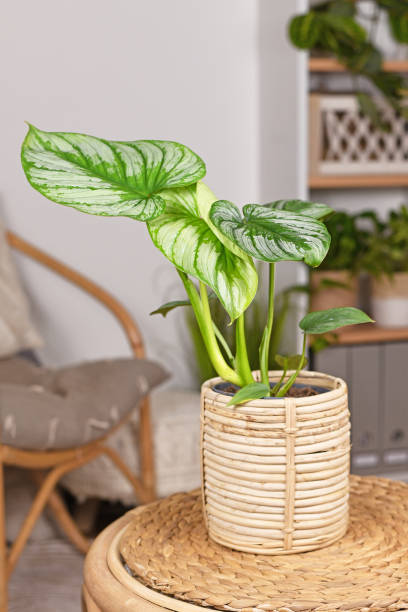 istock Tropical 'Philodendron Mamei' houseplant 1414602203