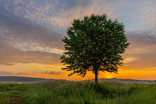 Scenic view of tree on agricultural field against dramatic sky during sunset
