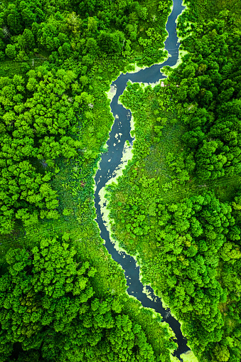 Top view of green algae on river in spring, Poland