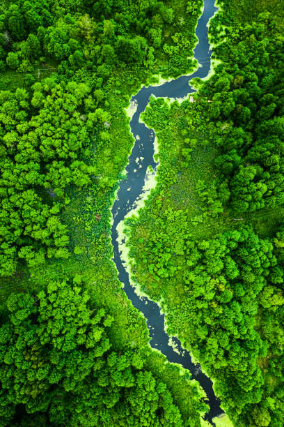 Top view of green algae on river in spring, Poland stock photo