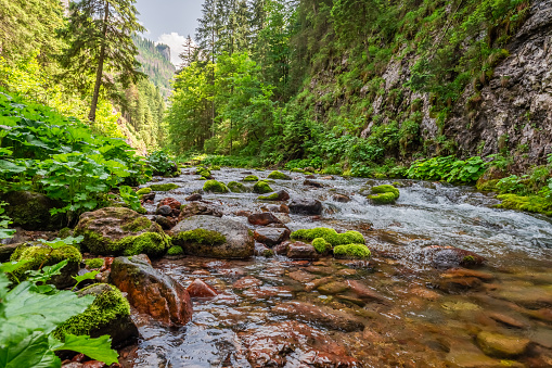 Small river in Koscieliska valley in summer. Tatra mountains in Poland, Europe