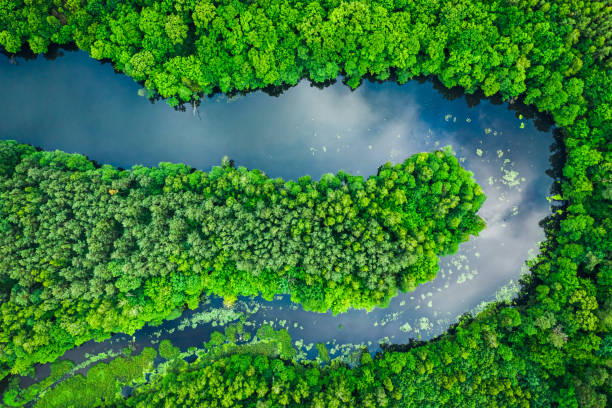 istock Flying above green forest and river in summer. 1414602697