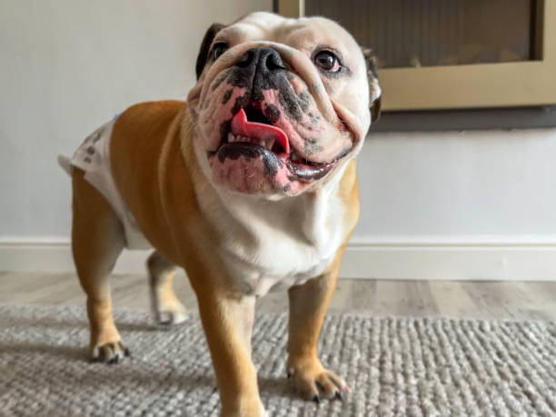Young female bulldog wearing diaper