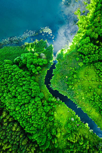istock Top down view of amazing blooming algae on river 1414603318