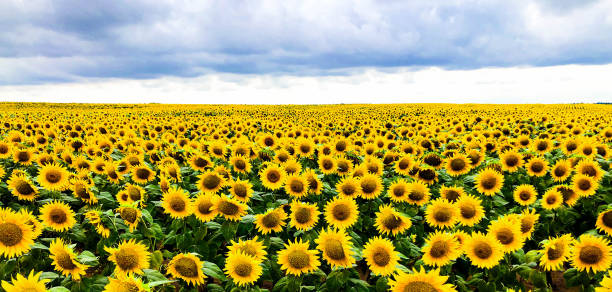 campo de girassóis florescendo no fundo do céu azul. produção de petróleo - sunflower side view yellow flower - fotografias e filmes do acervo