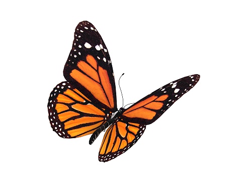 3d rendering of a monarch butterfly