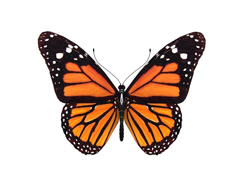 3d rendering of a monarch butterfly, top view isolated on white