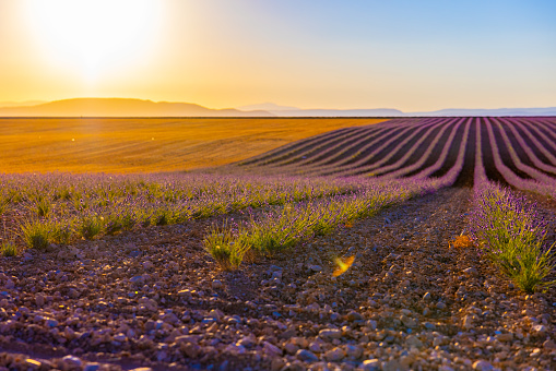 Scenic view of lavender field on hill against clear sky during sunset