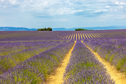 Idyllic view of beautiful lavender plants growing in row at farm against blue cloudy sky