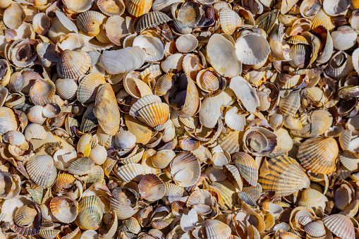 High angle view of various sea shells on shore at beach during sunny day