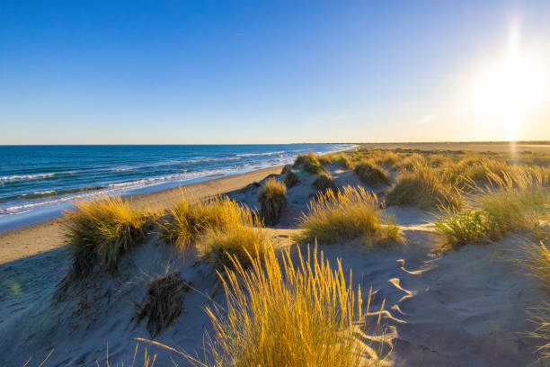 Marram grass growing at sea shore on beach against clear sky during sunny day
