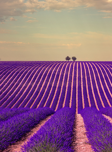 Idyllic view of lavender plants growing on agricultural landscape against sky during sunny day