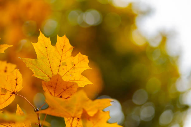 Yellow maple leaves on a blurred background. Autumn season. Copy space