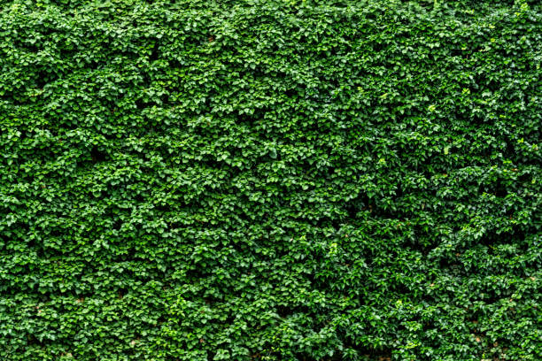 Green ivy leaves on wood background stock photo