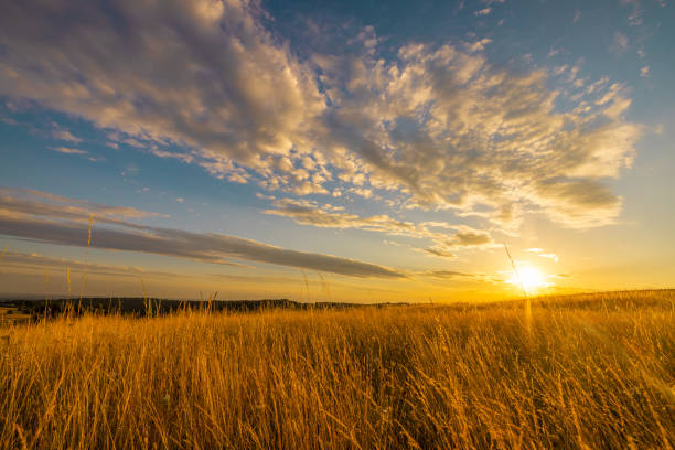 istock Wheat crops in agricultural field during sunset 1414608128