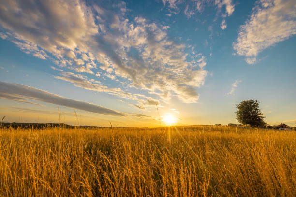 Scenic view of wheat crops in field during sunset against cloudy sky
