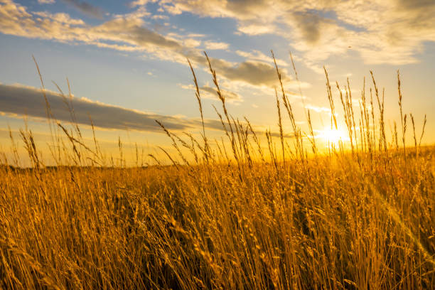 istock Scenic view of wheat crops in field during sunset 1414608145