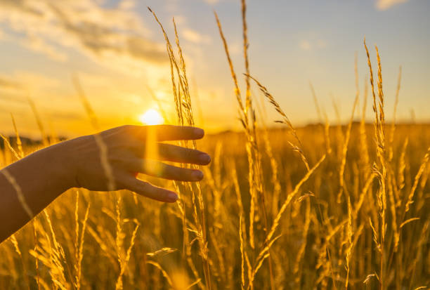istock Women in field touching wheat crops during sunset 1414608161