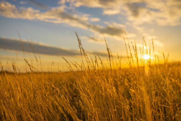 istock Scenic view of wheat crops in field during sunset 1414608171