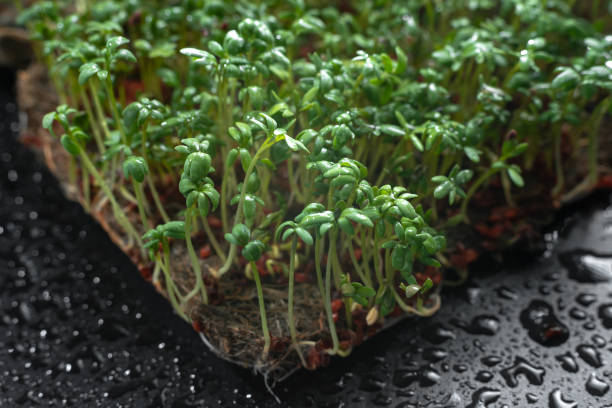 istock Close-up microgreens with roots. Microgreens healthy eating 1414608441