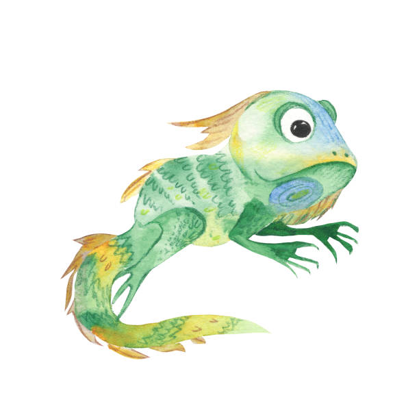 57 Green Iguana Drawing Illustrations & Clip Art - iStock