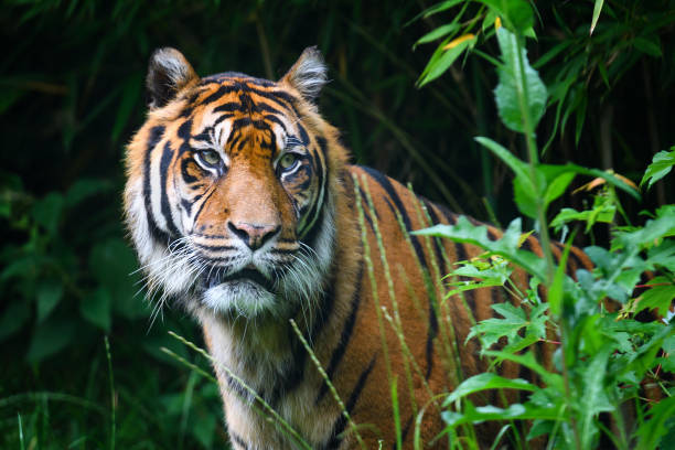istock Close-up of Sumatran tiger 1414610322