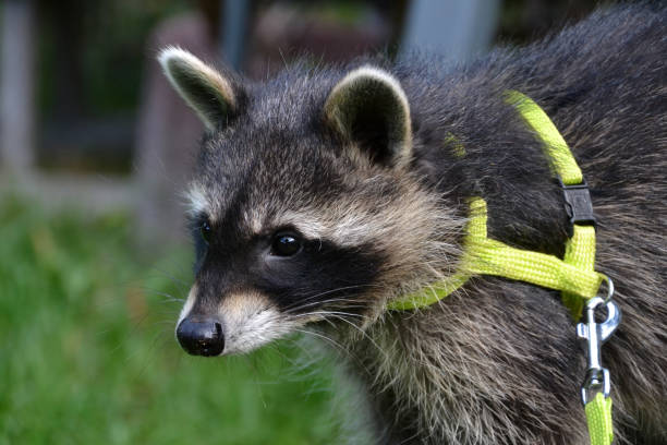 istock Young raccoon on a leash as a pet 1414610327
