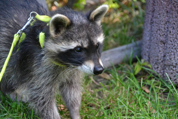 Young raccoon on a leash as a pet