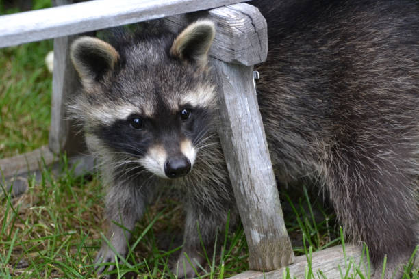 istock Young raccoon on a leash as a pet 1414610329