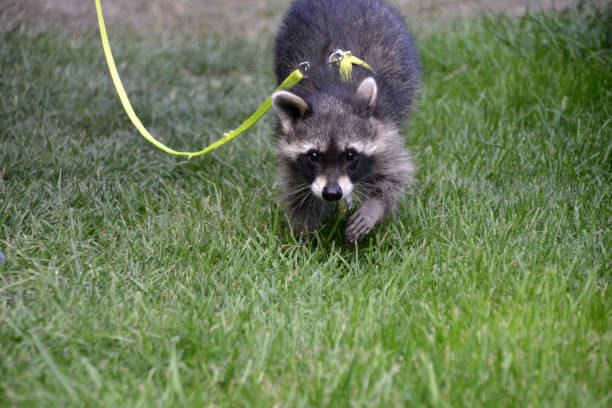 istock Young raccoon on a leash as a pet 1414610336