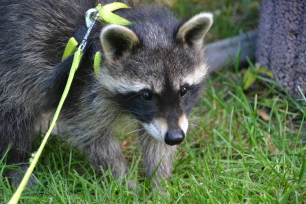 istock Young raccoon on a leash as a pet 1414610342