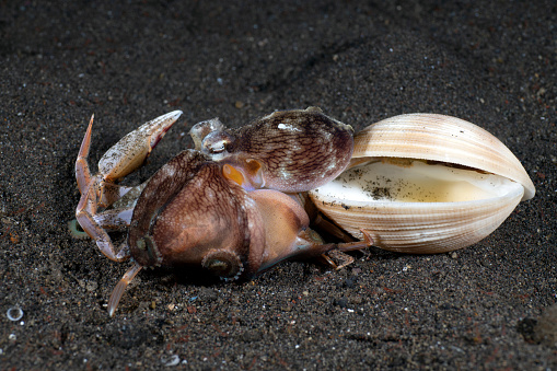 Coconut Octopus - Amphioctopus marginatus living on the seabed. Underwater night life of Tulamben, Bali, Indonesia.