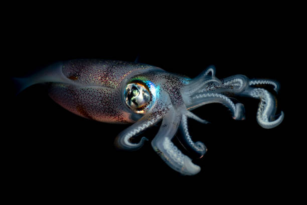 22,569 Squid Water Stock Photos, Pictures & Royalty-Free Images - iStock | Octopus water 22,569 Squid Water Stock Photos, Pictures & Royalty-Free Images - iStock | Octopus water