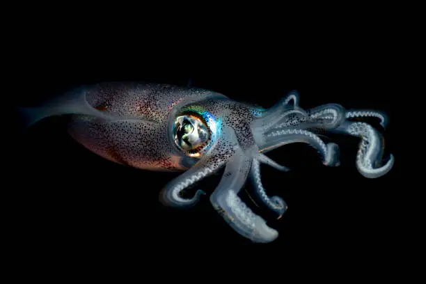 Bigfin Reef Squid - Sepioteuthis lessoniana hunts at night. Underwater life of Tulamben, Bali, Indonesia.