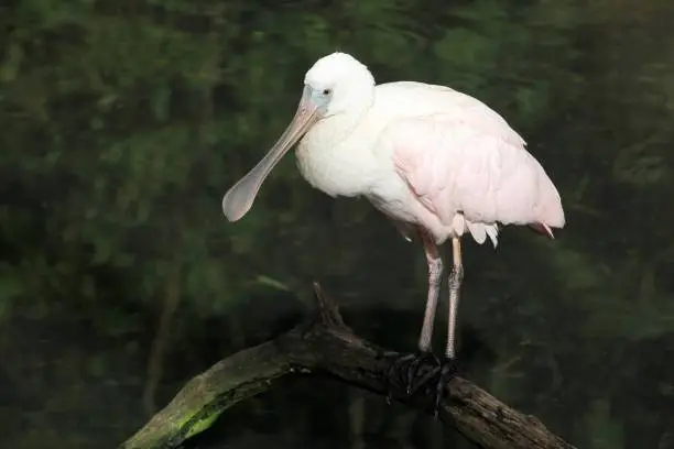 Portrait of a spoonbill in the water