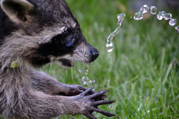 Raccoon, Procyon lotor, Ding Darling National Wildlife Refuge, Sanibel Island, Florida