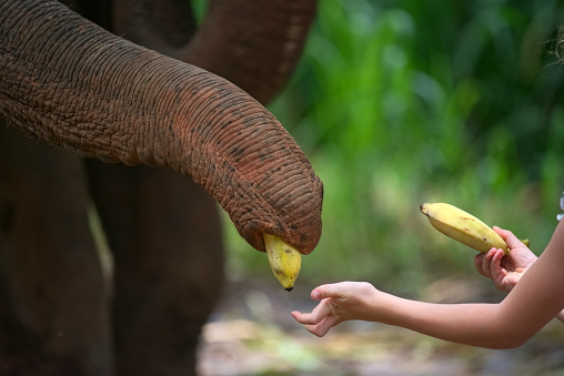 A girl is giving a banana to elephant trunk