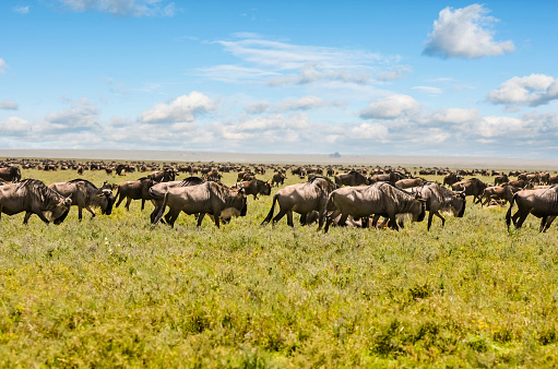 Safari cars are following a large African Elephants (Loxodonta)in the plains of the Masai Mara.