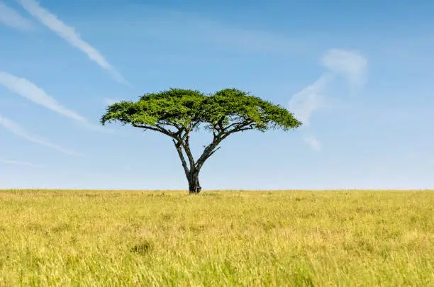 Beautiful African savannah landscape with an acacia on the horizon