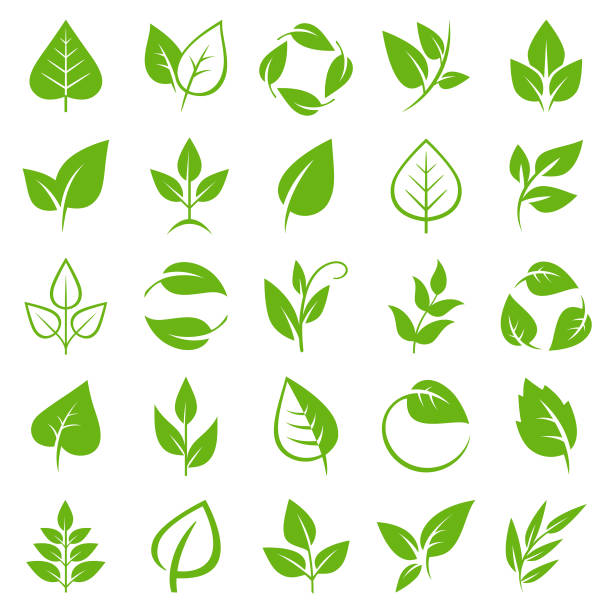 pozostawia zestaw ikony - poplar tree leaf green tree stock illustrations