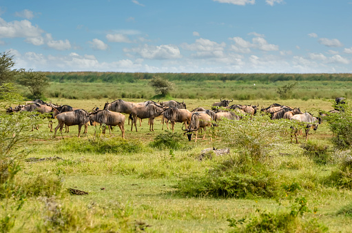 Landscape, African with a herd of wildebeest in full migration