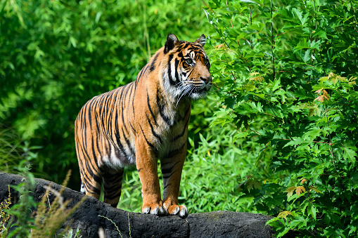 An adult tiger stands on a rock against the backdrop of the evening mountain