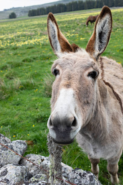 istock donkey and horse in the meadow 1414613458