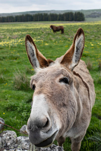 istock donkey and horse in the meadow 1414613967