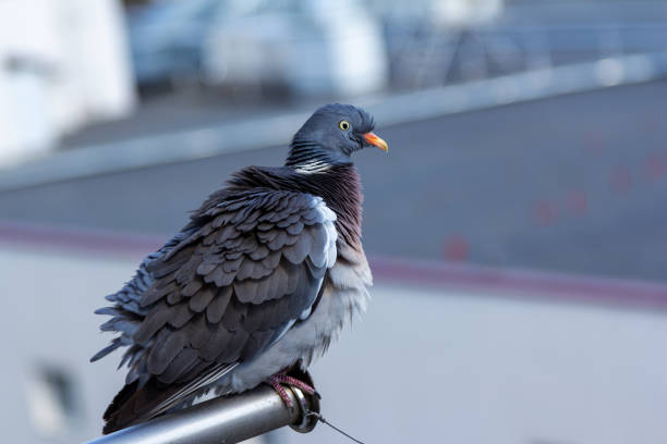 Close up gray pigeon - Columba palumbus with red beak, colorful fluff feather and angry eyes