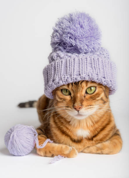 istock Bengal cat in a hat with a ball of thread on a white background. 1414614130