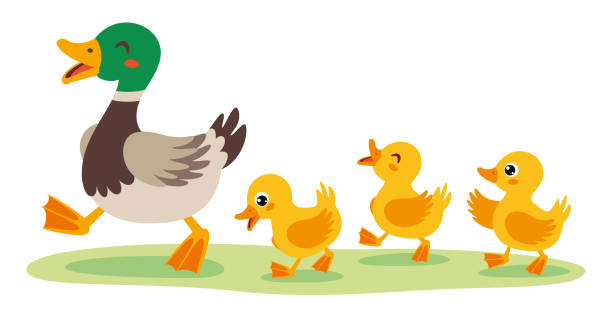 cartoon illustration of mother and baby ducks - ördek su kuşu stock illustrations