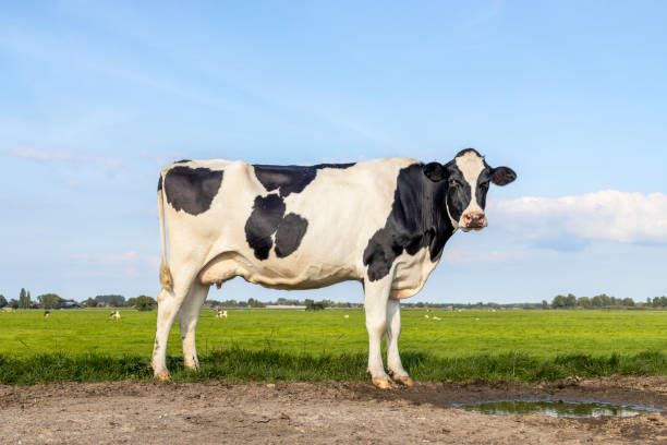 cow lonely on a path in a field black and white, standing milk cattle, a blue sky and horizon over land in the netherlands - animal nipple agriculture selective focus black and white imagens e fotografias de stock