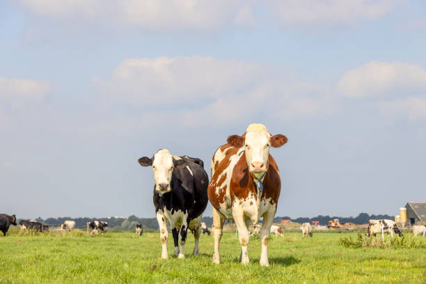 istock Two cows black red and white, standing full length upright side by side in a field, looking curious, multi color diversity 1414619520
