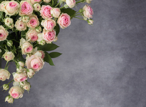 Horizontal close up of floral bunch of soft pink and white old fashioned roses buds peonies and green leaves